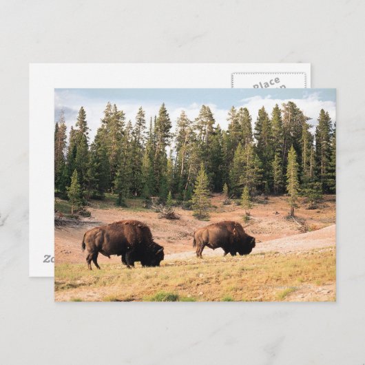 Bison in Yellowstone National Park Wyoming Briefkaart (Voorkant / Achterkant)