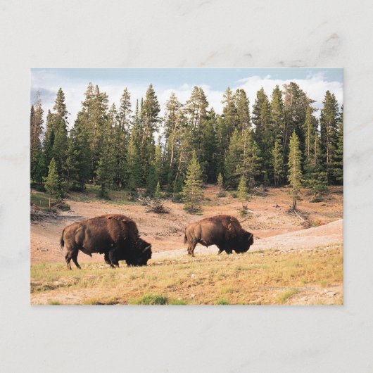 Bison in Yellowstone National Park Wyoming Briefkaart (Voorkant)