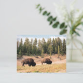 Bison in Yellowstone National Park Wyoming Briefkaart (Staand voorkant)