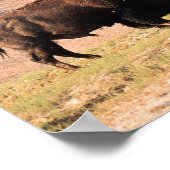 Bison in Yellowstone National Park Wyoming Poster (Hoek)