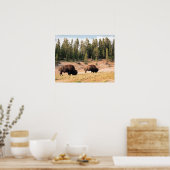Bison in Yellowstone National Park Wyoming Poster (Keuken)