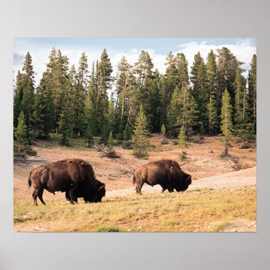 Bison in Yellowstone National Park Wyoming Poster (Voorkant)