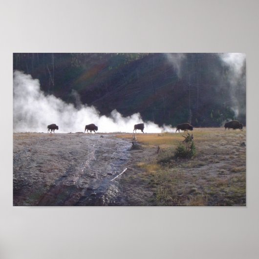 Bison in Yellowstone Poster (Voorkant)