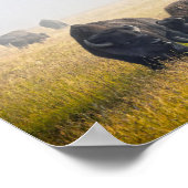 Bison in Yellowstone Poster (Hoek)