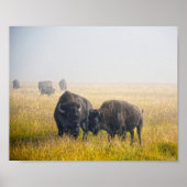 Bison in Yellowstone Poster (Voorkant)