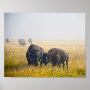 Bison in Yellowstone Poster