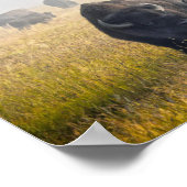 Bison in Yellowstone Poster (Hoek)