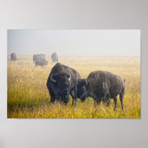 Bison in Yellowstone Poster