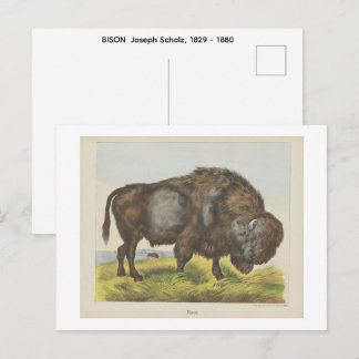 BISON  Joseph Scholz, 1829 - 1880   Briefkaart