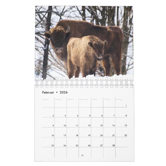 Bison Kalender (Feb 2026)