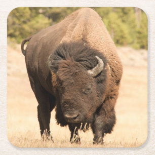 Bison Kartonnen Onderzetters