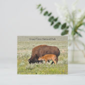 Bison Koe en Calf Schilderachtig Briefkaart (Staand voorkant)
