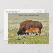Bison Koe en Calf Schilderachtig Briefkaart (Voorkant / Achterkant)