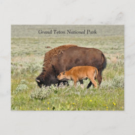 Bison Koe en Calf Schilderachtig Briefkaart