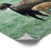 Bison koe en kalf poster (Hoek)