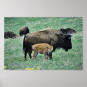 Bison koe en kalf poster (Voorkant)