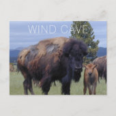 Bison Koe en Kalf, Wind Cave National Park SD Briefkaart (Voorkant)