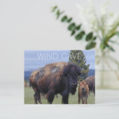 Bison Koe en Kalf, Wind Cave National Park SD Briefkaart (Staand voorkant)