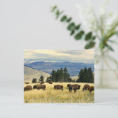 Bison kudde grazen in het National Bison Range Briefkaart (Staand voorkant)