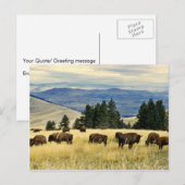 Bison kudde grazen in het National Bison Range Briefkaart (Voorkant / Achterkant)