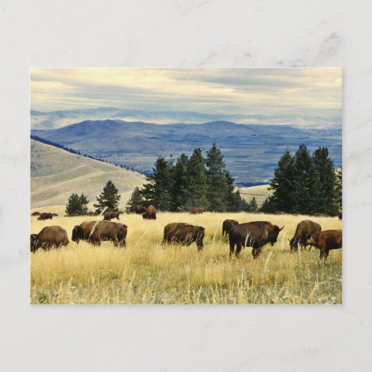Bison kudde grazen in het National Bison Range Briefkaart (Voorkant)