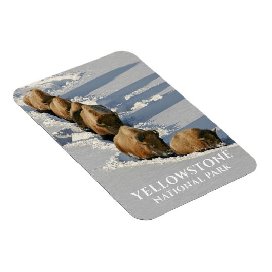 Bison Line die door diepe sneeuw loopt, geelsteen Magneet (Rechterzijde)