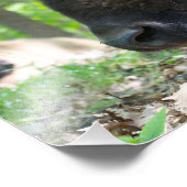 Bison, Lone Elk Park, St. Louis Foto Afdruk (Hoek)