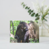 Bison, Lone Elk Park, St. Louis, Missouri Briefkaart (Staand voorkant)