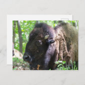 Bison, Lone Elk Park, St. Louis, Missouri Briefkaart (Voorkant / Achterkant)