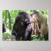 Bison, Lone Elk Park, St. Louis, MO Poster (Voorkant)