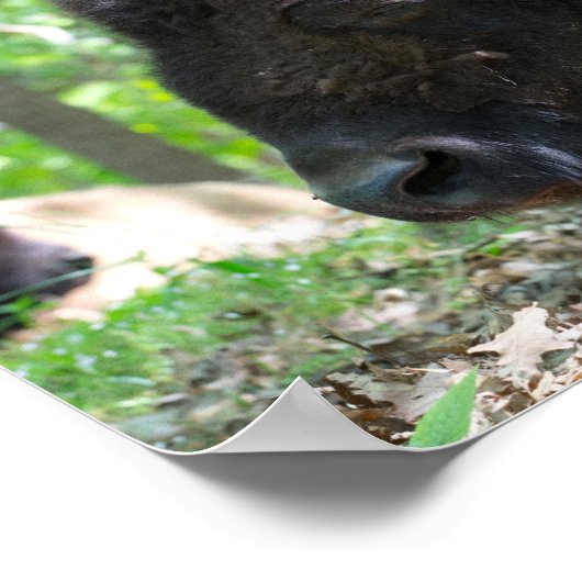 Bison, Lone Elk Park, St. Louis, MO Poster (Hoek)