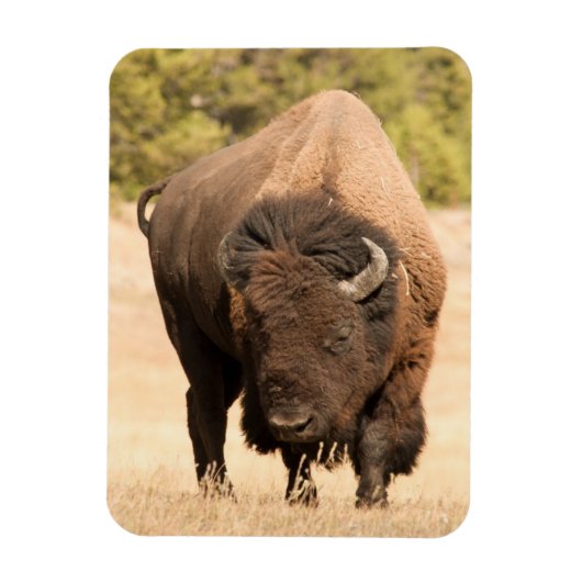 Bison Magneet (Verticaal)