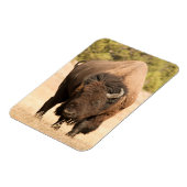 Bison Magneet (Linkerzijde)