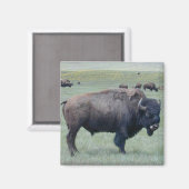 Bison Magneet (Voorkant / Achterkant)