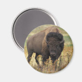 Bison Magneet (Voorkant / Achterkant)
