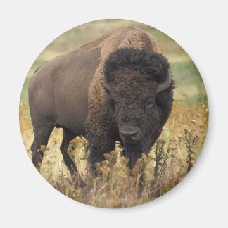 Bison Magneet