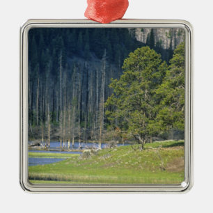 Bison met kalf in Yellowstone National Park Metalen Ornament