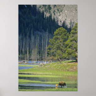 Bison met kalf in Yellowstone National Park Poster