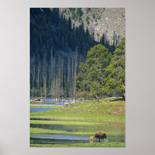 Bison met kalf in Yellowstone National Park Poster (Voorkant)