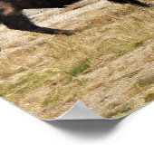 Bison met oude gelovigen in Yellowstone Poster (Hoek)