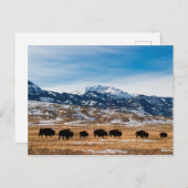 Bison-migratie Briefkaart (Voorkant / Achterkant)