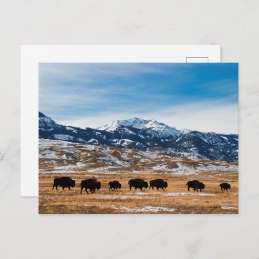 Bison-migratie Briefkaart (Voorkant / Achterkant)