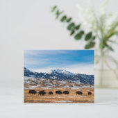 Bison-migratie Briefkaart (Staand voorkant)
