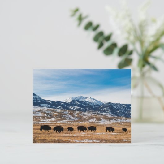 Bison-migratie Briefkaart (Staand voorkant)