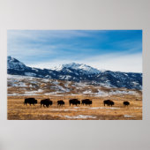Bison-migratie Poster (Voorkant)
