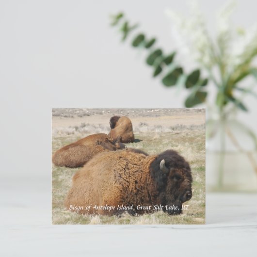 Bison of Antelope Island Briefkaart (Staand voorkant)