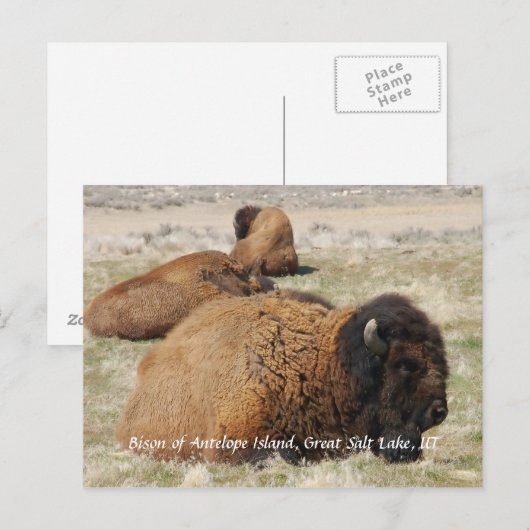 Bison of Antelope Island Briefkaart (Voorkant / Achterkant)