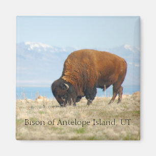 Bison of Antelope Island, UT Magneet