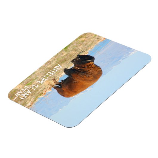 Bison of Antelope Island, Utah Magneet (Linkerzijde)