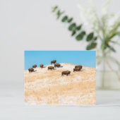 Bison op een briefkaart (Staand voorkant)
